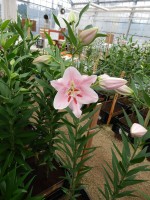 [4216 Companion No201.JPG]